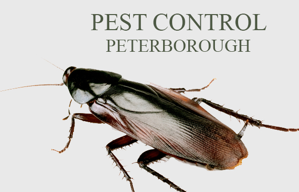 Pest Control - Peterborough